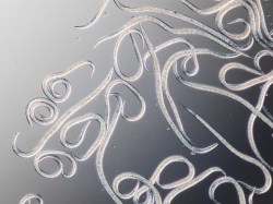 Madenstopp Kirsche - Nematoden gegen Kirschfruchtfliegen-Larven Madenstopp Nematoden gegen Wurm in der Kirsche